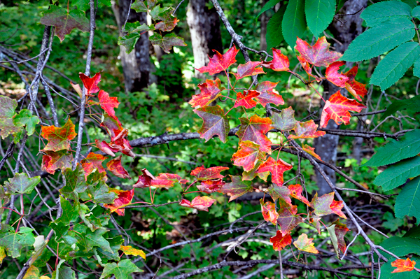 An itsy bittsy touch of fall colors